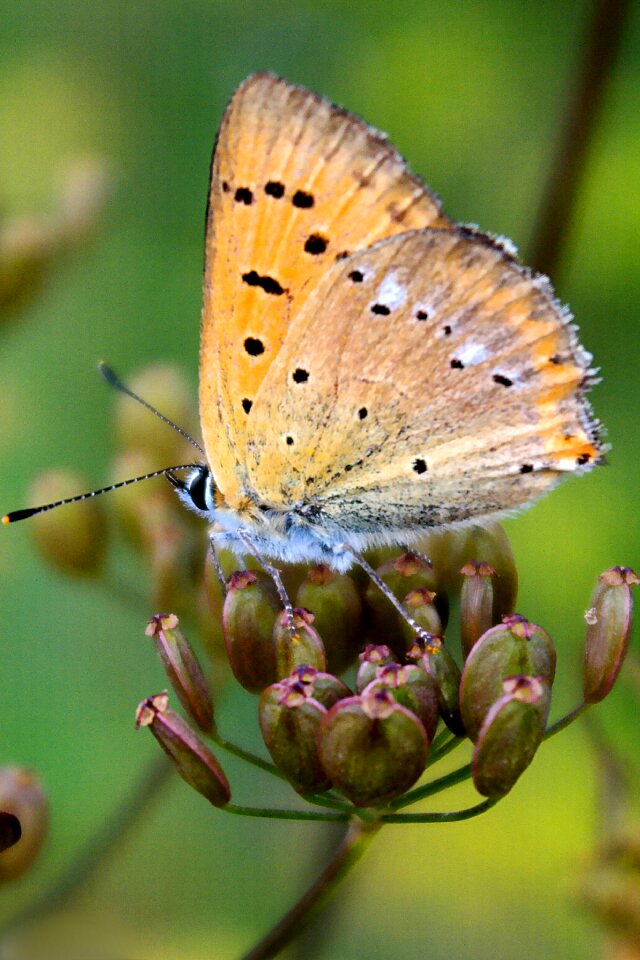 Butterfly day nature at the court of