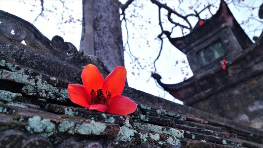 Flora vietnam bombax photo