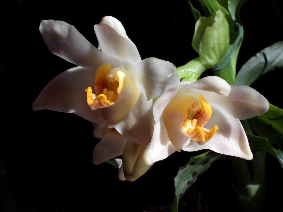 Blooming garden orchid