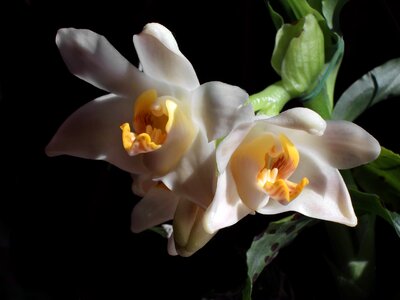 Blooming garden orchid