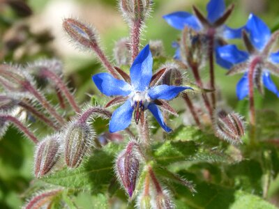 Flower plant floral