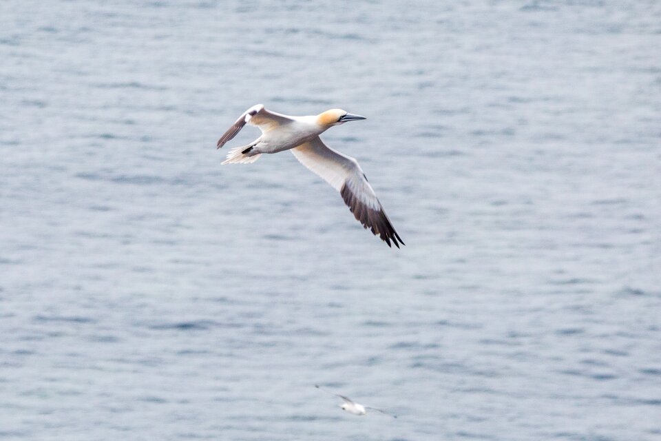 Pelecaniformes bird nature