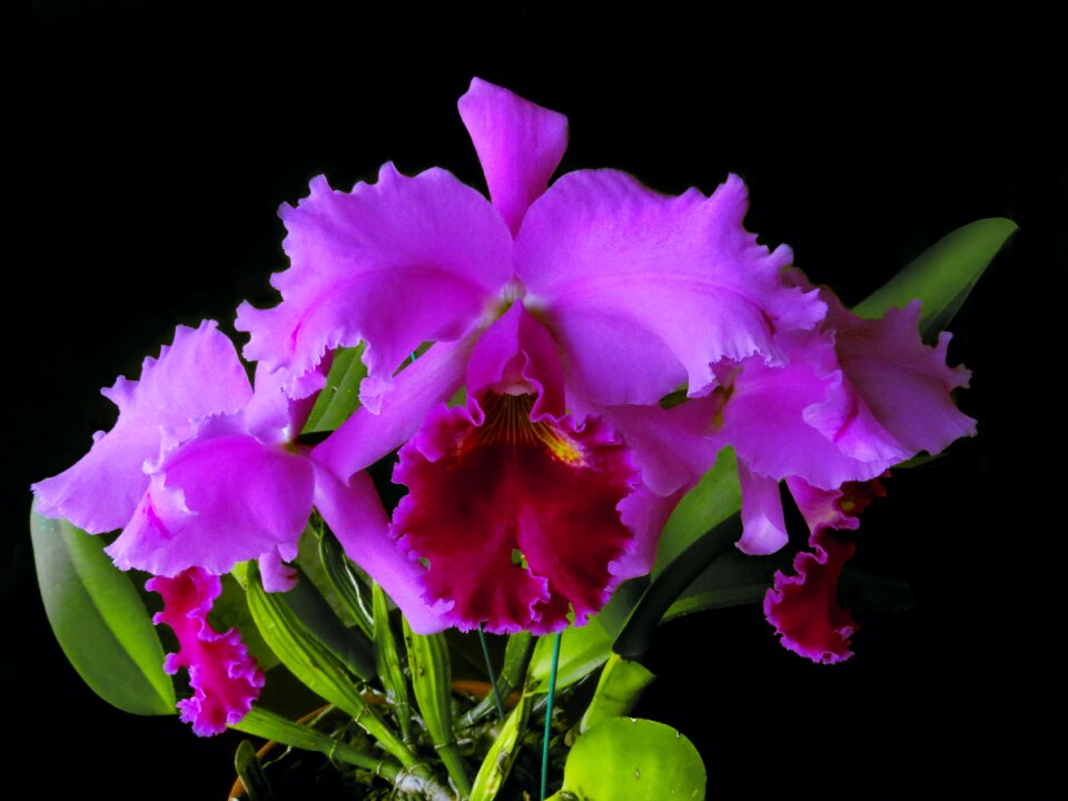 Floral orchid blossom