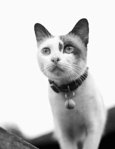 Pet portrait animal