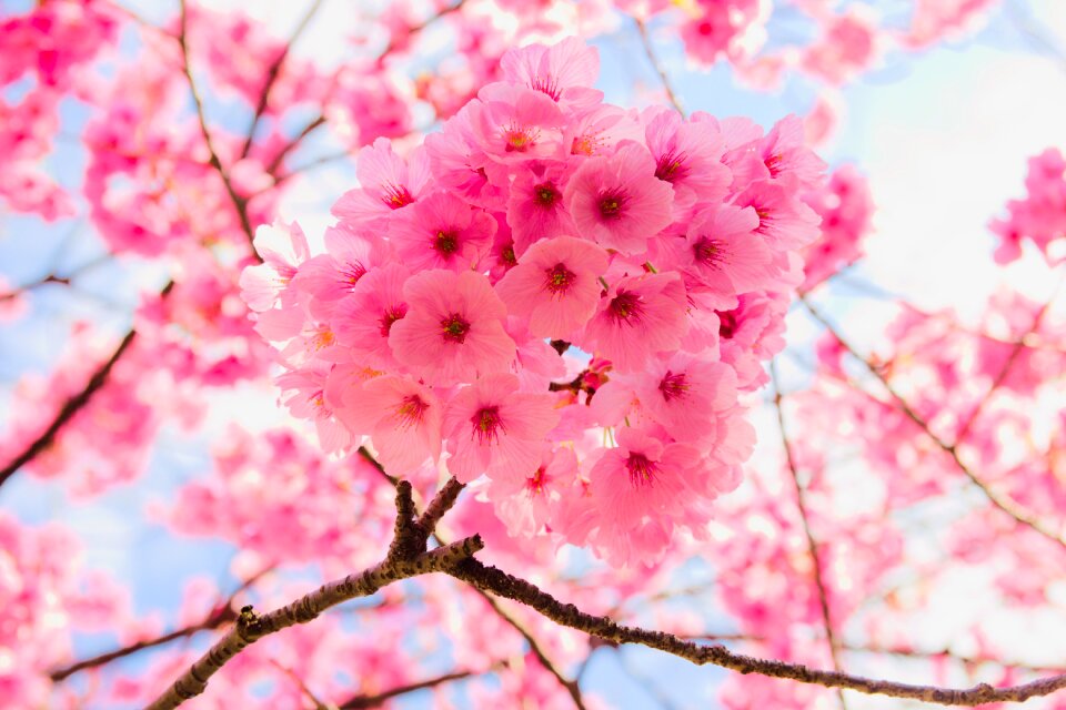 Nature season cherry