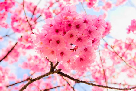Nature season cherry