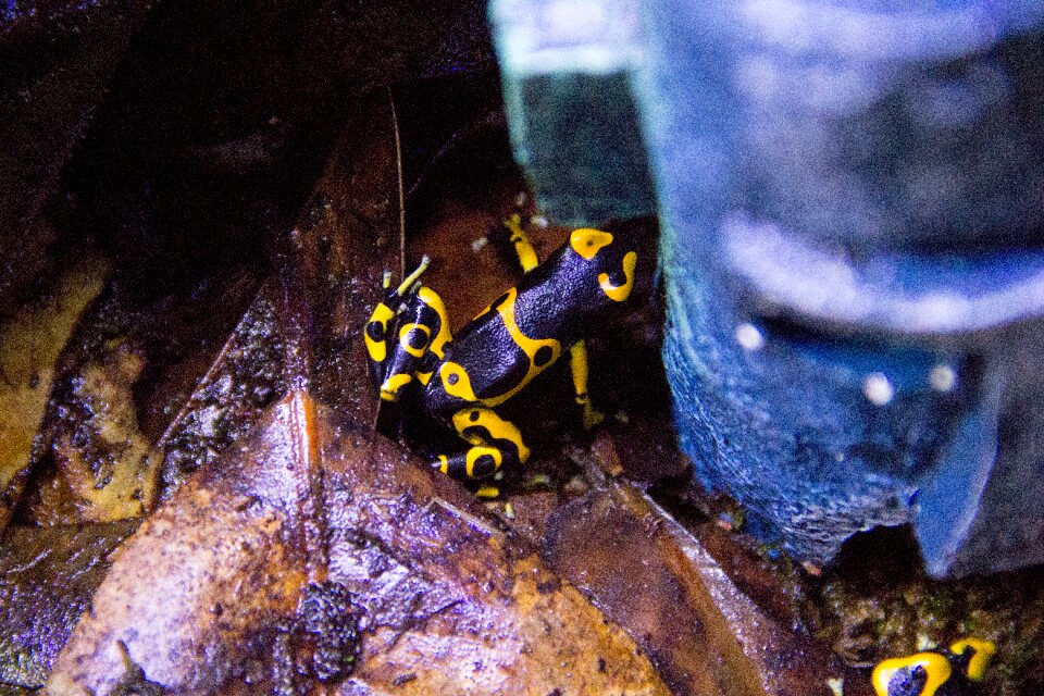 Dart frog yellow bumblebee