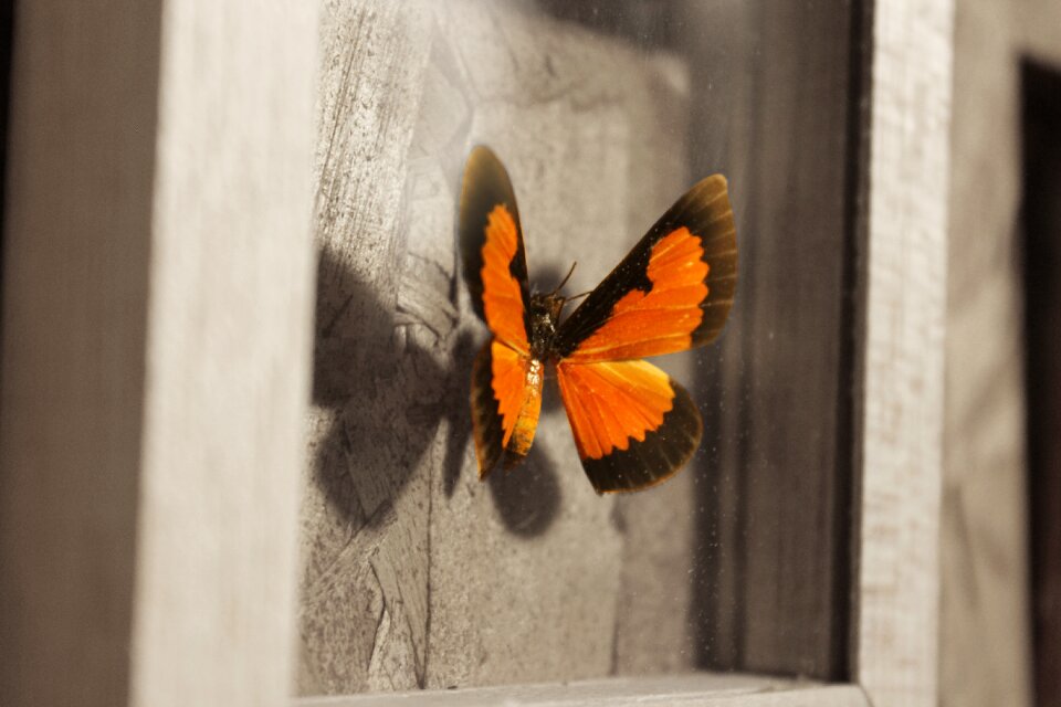 One nature animalia