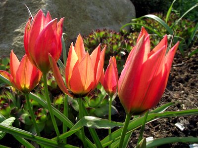 Nature plant spring