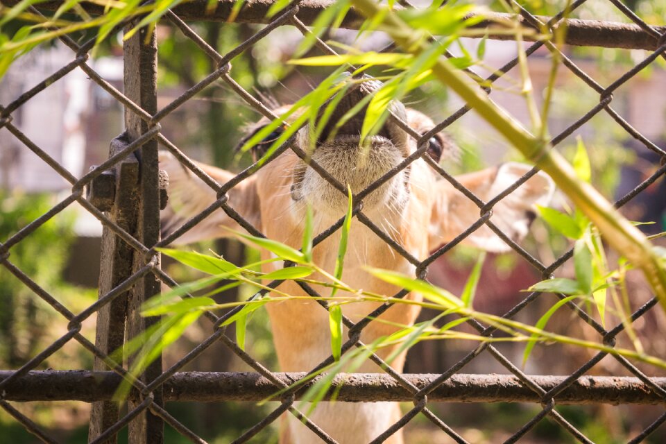 Tree outdoors fence