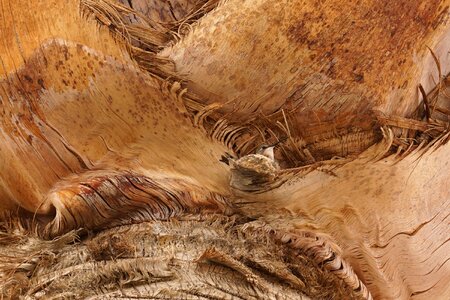 Wildlife closeup