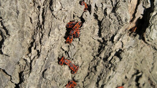 Beetles nature trees