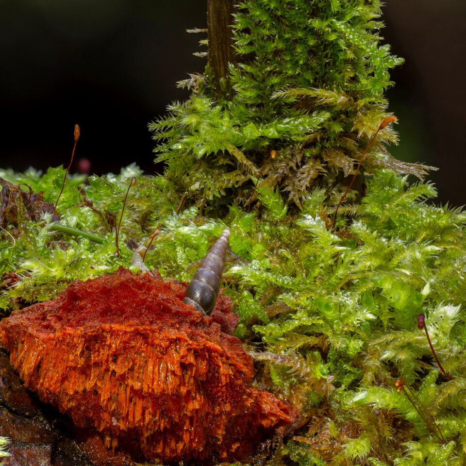 Snail age fungal forest floor