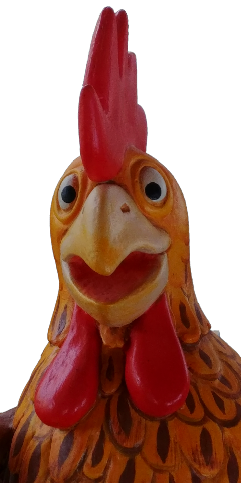 Nature animal chickens