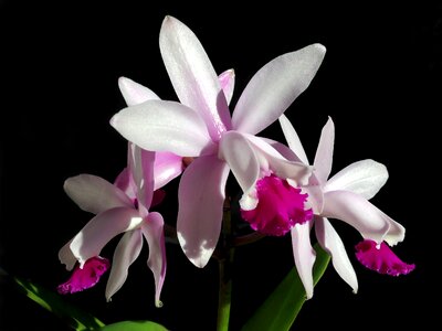 Orchid white fuschia