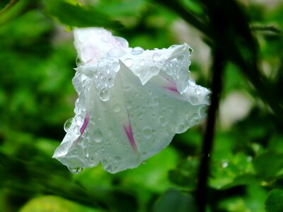 Flower outdoors freshness