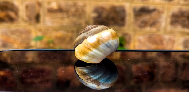 Shell gastropod desktop