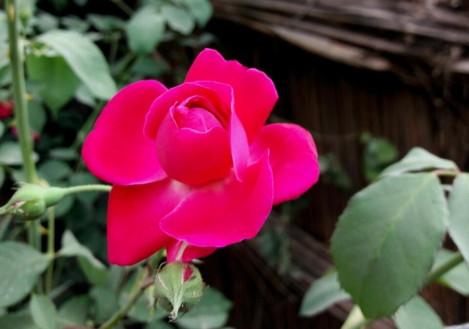 Leaf rose
