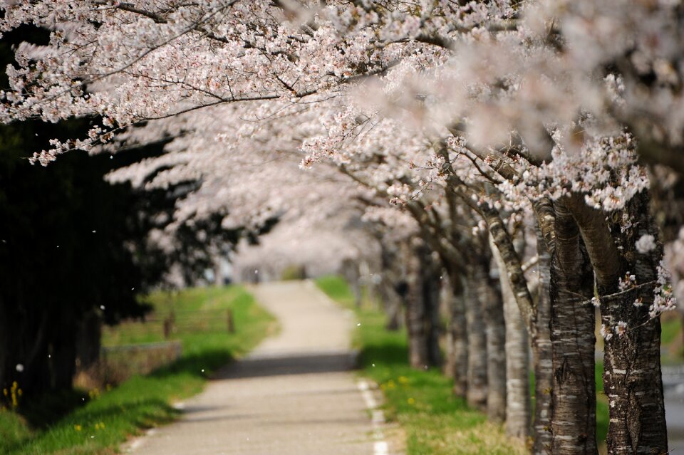 Branch flowers any person not