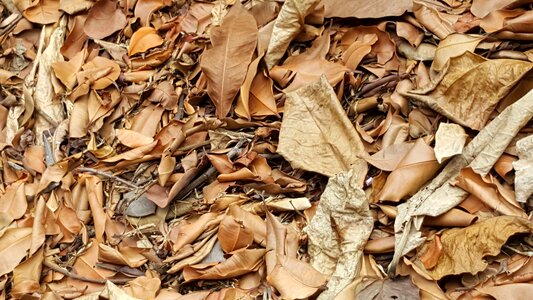 Wood horizontal leaves
