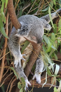 Ashen koala beutelsaeugertier nature