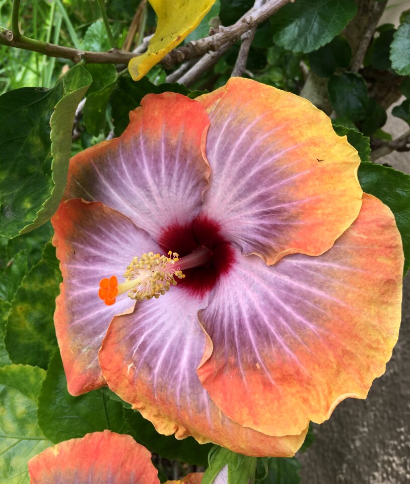 Flower garden petals