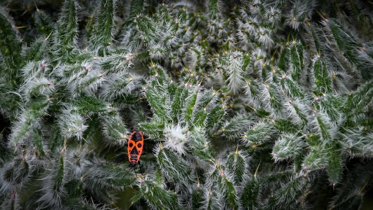 Tree flora bug