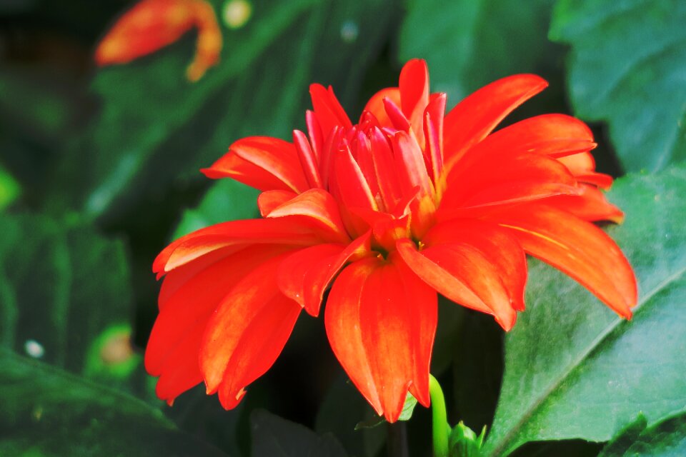 Garden leaf petal
