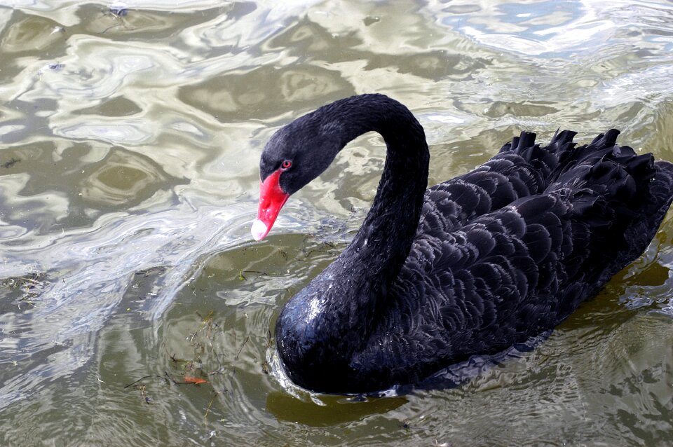 Outdoors river wildlife