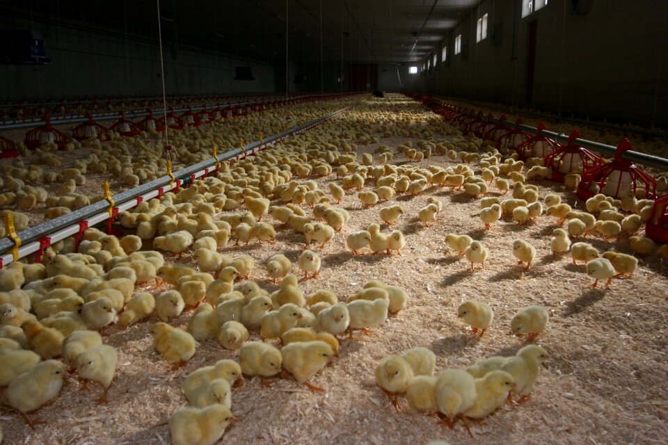 Food chickens chicks Free photos