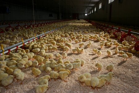 Food chickens chicks Free photos