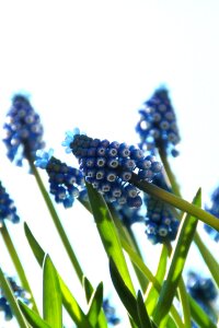 Season sheet blue grape