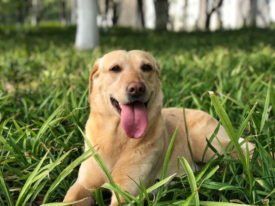 Cute field animal