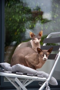 Cats without hair mammal good looking