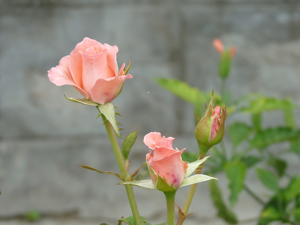 Plant natural blossom
