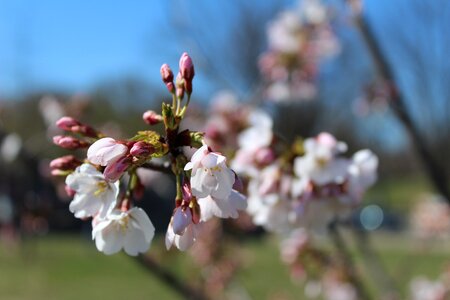 Nature cherry cherry blossoms photo