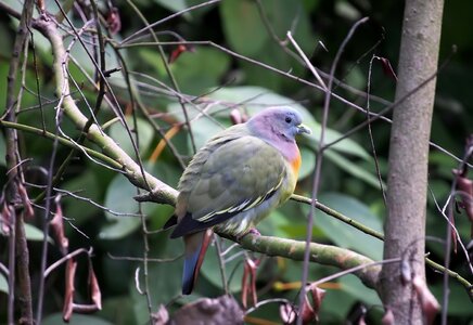Wildlife outdoors animal