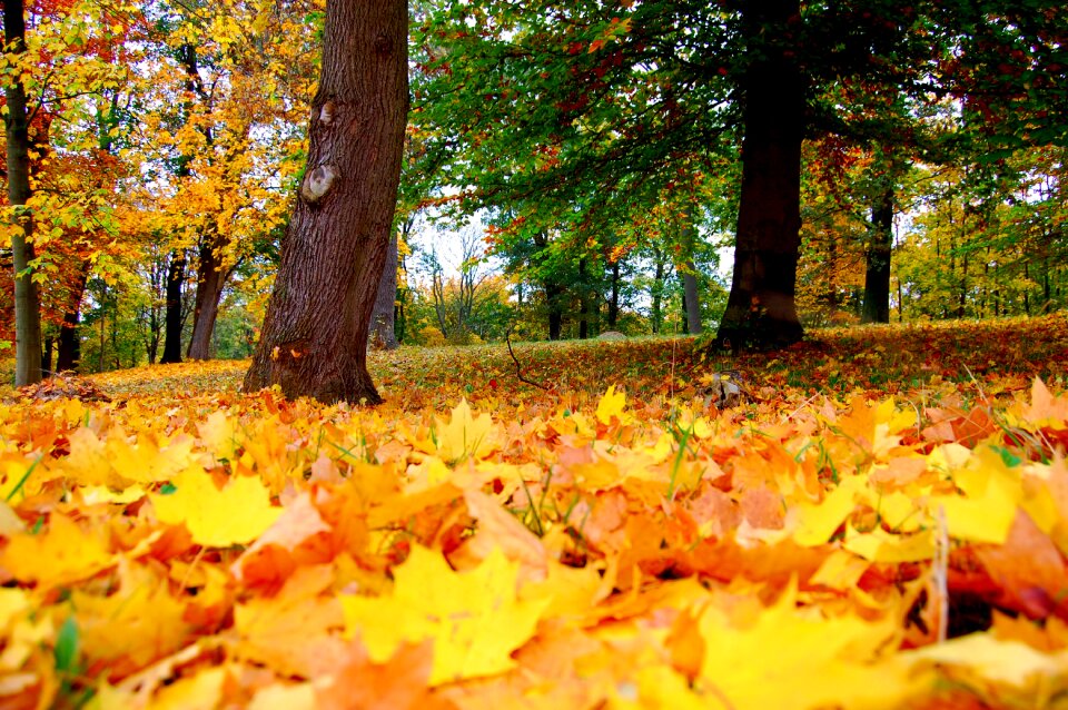 Park tree altentreptow