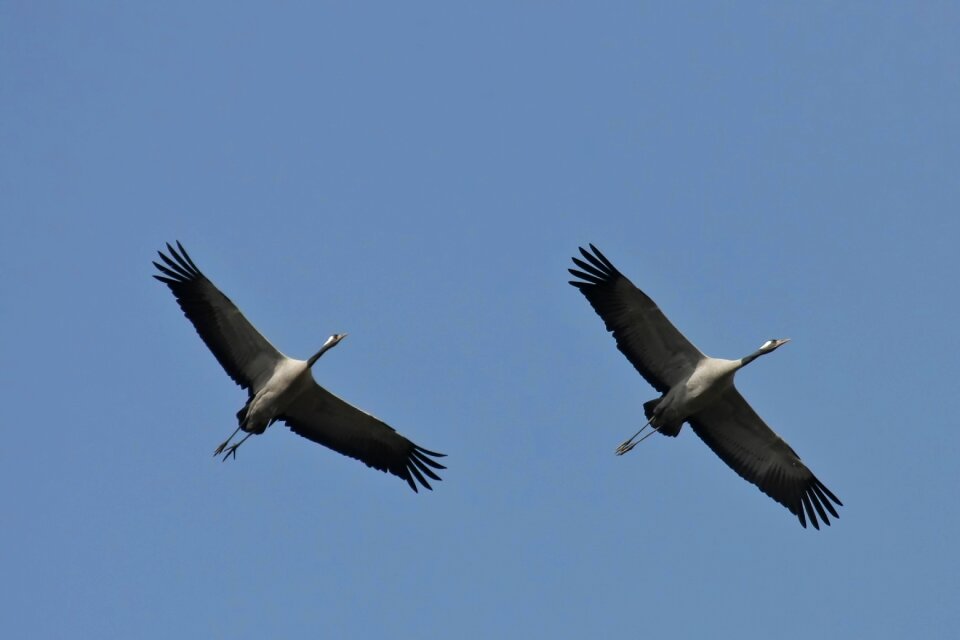 Animal world nature flight