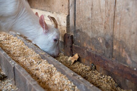 Cowshed pet farm photo