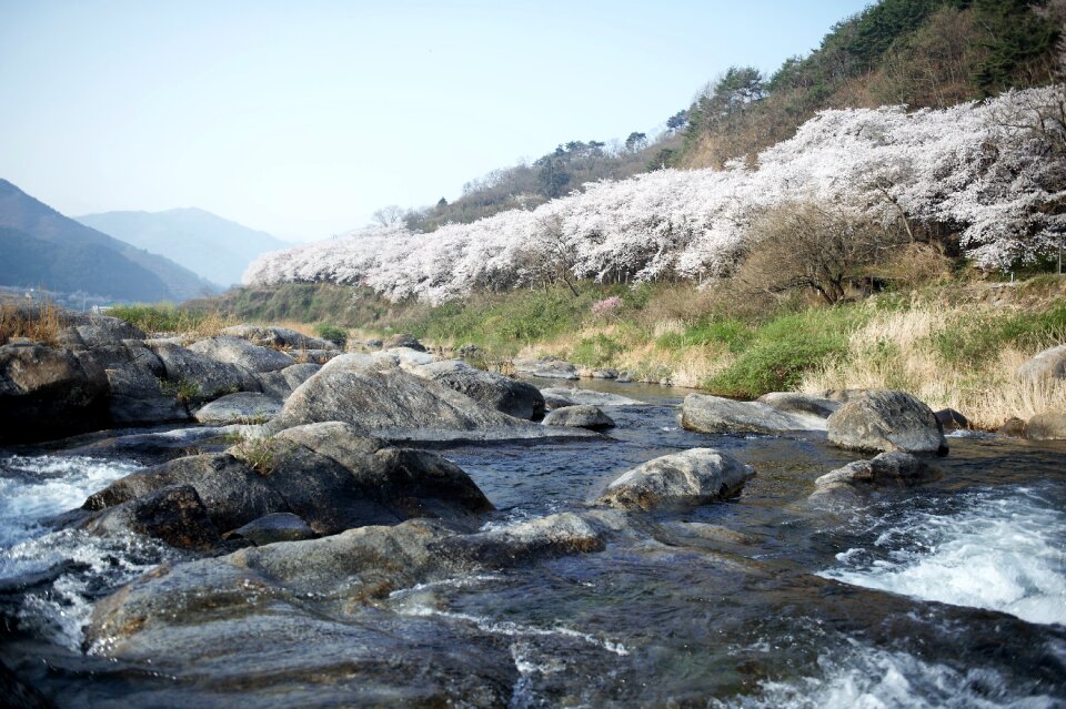 Cherry blossom valley Free photos