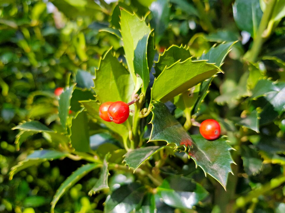 Nature nursery green