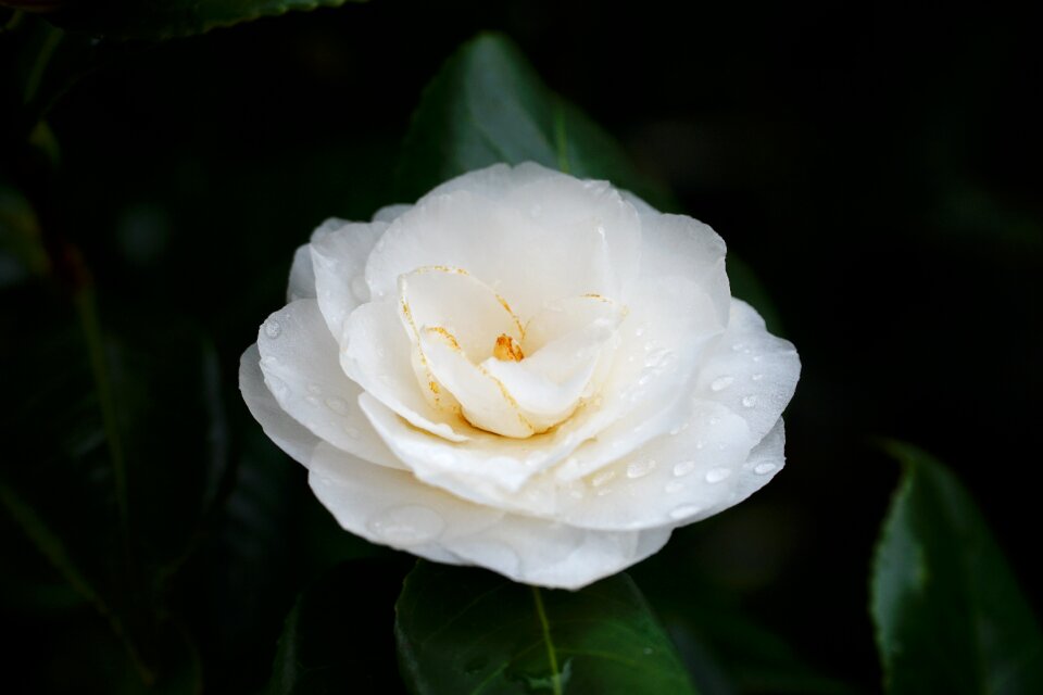 Nature petal petals