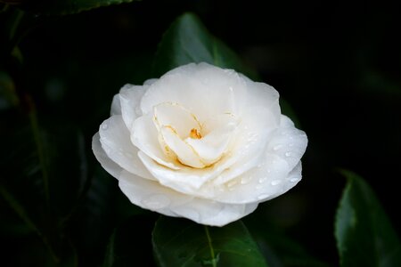 Nature petal petals