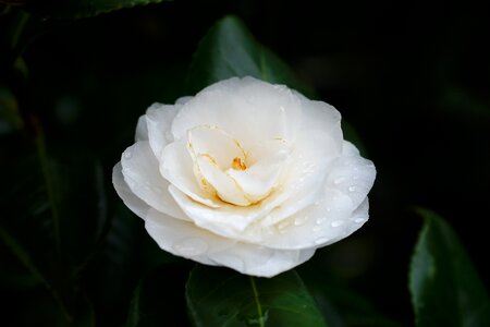 Nature petal petals photo