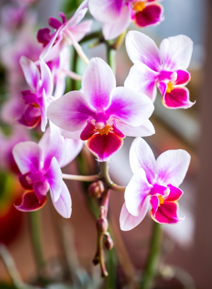 Garden flowers orchid