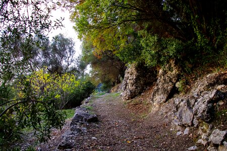 Orsomarso santa maria mercuri fronds photo