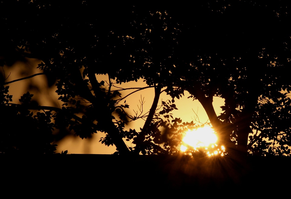 Branches leaves glow