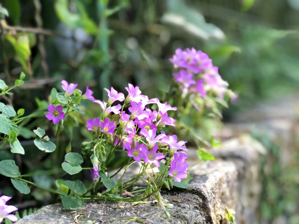 Plant bloom purple