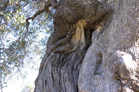 Old ancient olive tree
